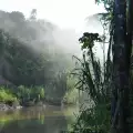 Амазонска джунгла