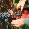 В Делчево се провежда празник на виното