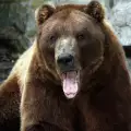Парк на танцуващите мечки в Белица