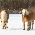 Дефиле - спектакъл за Тодоровден в Чепеларе