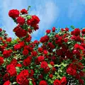 В Казанлък ще се открие първият Музей на розата