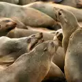 Резерват на тюлените Кейп Крос (Cape Cross)