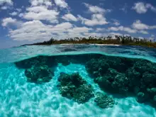 Интересни факти за Големия бариерен риф, който бавно умира