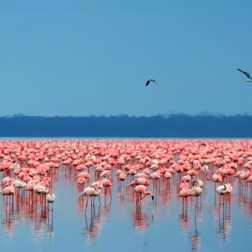 Езерото Накуру (Nakuru Lake)