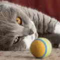 Котешко кафене откриха във Вашингтон