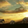 Национален парк Цаво (Tsavo National Park)