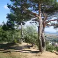 Панорамна алея до върха на Голак край Разлог