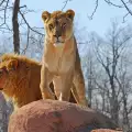 Варненският зоопарк се сдоби с четири лъвчета