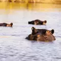 Делтата на Окаванго (Okavango River)