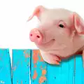 Пригответе си 45 лири за нощувка в кочина