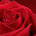 За Цветница - Бал на цветята в Берковица