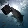 Затварят плажове в Калифорния заради свирепи акули