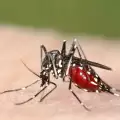 Не почивайте на Карибите, върлува чикунгуня