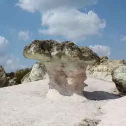 Каменните гъби