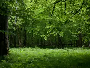 Беловежка гора, Полша