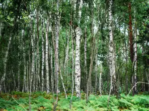 Нов туристичски продукт представиха в Албена