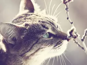 Котешките острови в Япония