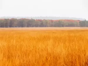 Де Хоге Вельове, Холандия
