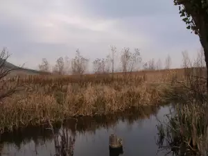 Драгоманското Блато до Драгоман