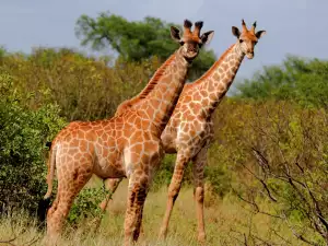 Национален парк Цаво (Tsavo National Park)