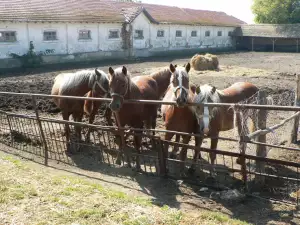 Конна база Кабиюк