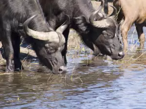 Природният парк Луангва (Luangwa)