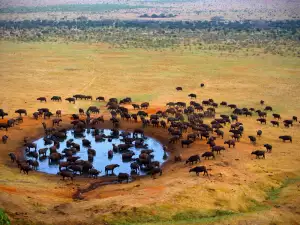 Резерват Масай Мара (Masai Mara)