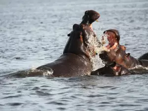 Езерото Маниара (Manyara Lake)