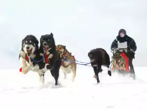 Нова атракция се появи на Пампорово