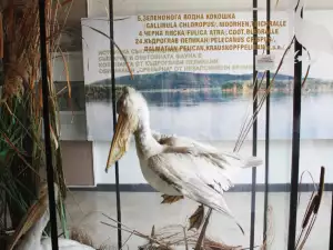 Сребърна се радва на първите излюпени пеликанчета от защитен вид
