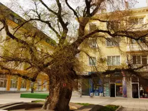 Чинар от Видинско се кандидатира за Европейско дърво на годината