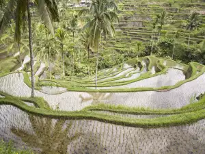 Ubud Bali