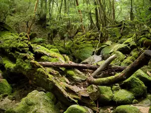 Остров Яку, Якушима (Yaku Island)