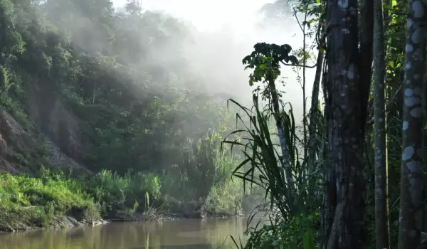 Амазонска джунгла
