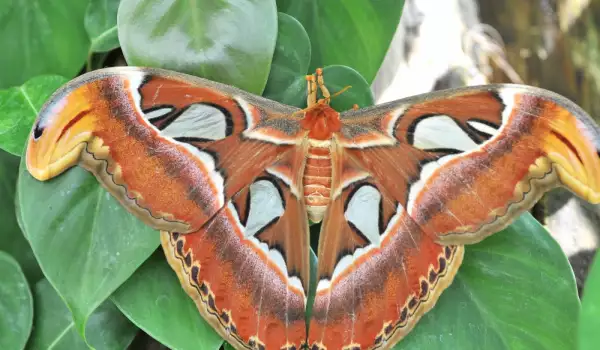 Пеперуди в Бургас