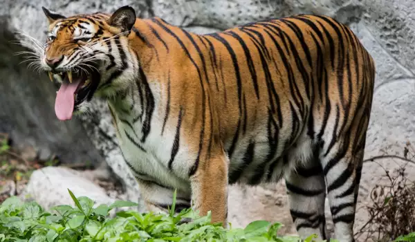 Бенгалски тигър