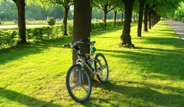 Велосипед под дърво