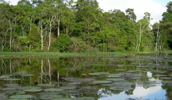 Комплексът от резервати в централна Амазония