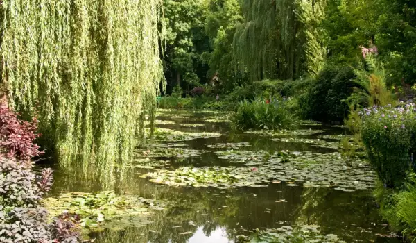 Красивите градини на Клод Моне