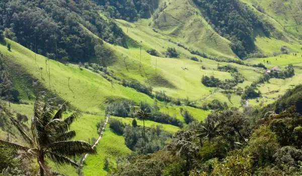 Кафеените плантации в Колумбия