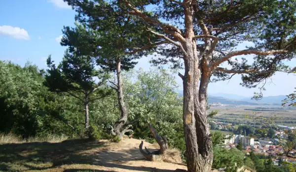 Панорамна алея до върха на Голак край Разлог