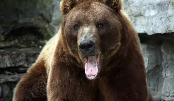 Парк на танцуващите мечки в Белица