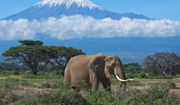 Национален парк Килиманджаро