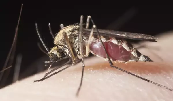 Избират най-апетитно момиче на фестивала на комара в Русия