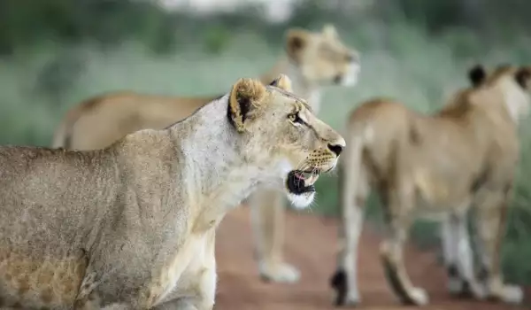 Лъвове в парк Найроби