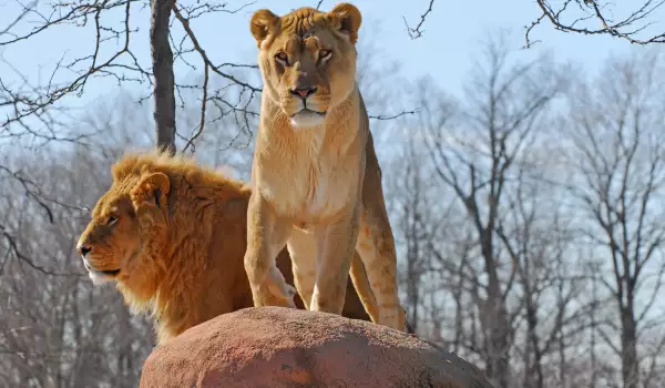 Варненският зоопарк се сдоби с четири лъвчета