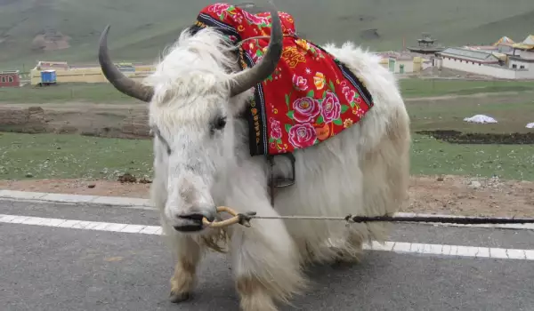 Як в Нинся
