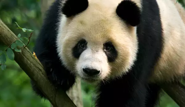 Wolong Panda