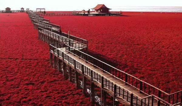 Червеният плаж в Панджин