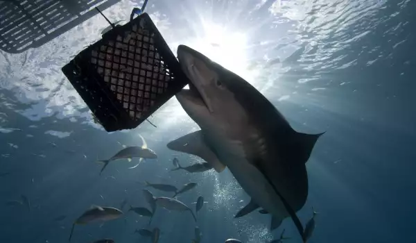 Затварят плажове в Калифорния заради свирепи акули